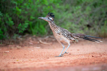 Roadrunner Chillin