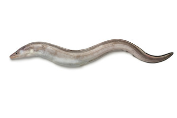 Fresh raw european conger eel - obrazy, fototapety, plakaty