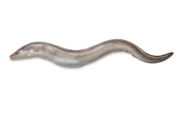 Tuinposter Fresh raw european conger eel © Picture Partners