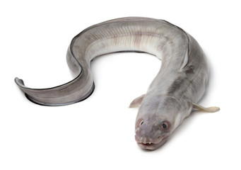 Fresh raw european conger eel