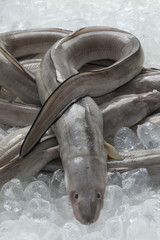 Fresh raw european conger eels on ice