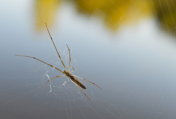 A large, thin spider on a spiderweb over a lake reflecting a tree