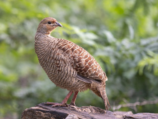 Grey francolin