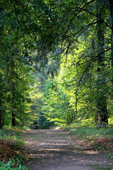Large trees and a path in park in sunlight