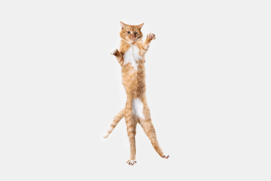 The red serious cat isolated on a white background at studio. The animals emotions concept