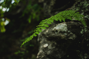 Lush temperate forest on a cloudy day. Forested wetland scene. Moody, mysterious woods. Biodiversity in a forest ecosystem