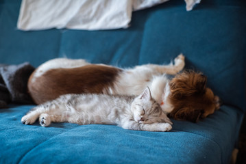 Cat and Dog