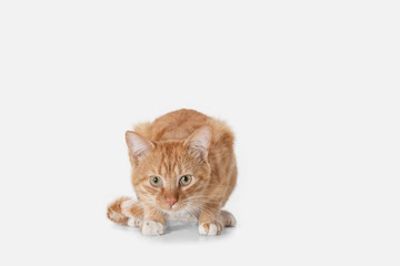 The red serious cat isolated on a white background at studio. The animals emotions concept