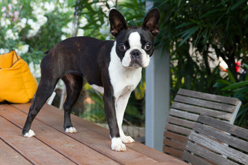 Primer plano de un perro