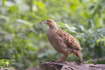 Grey francolin