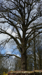 Alter Baum im Park 1