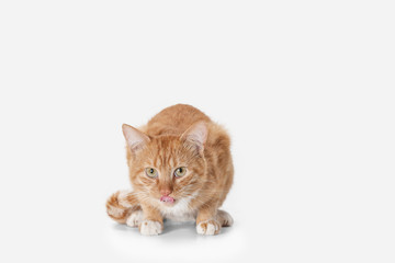 The red serious cat isolated on a white background at studio. The animals emotions concept