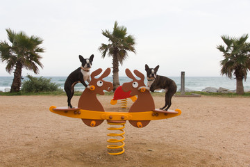 Perros en un columpio infantil
