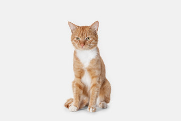 The red serious cat isolated on a white background at studio. The animals emotions concept