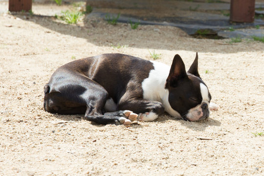 Perrro tumbado al sol