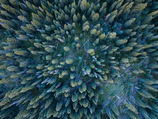Fototapeta na wymiar Aerial view looking down on a forest of pine trees