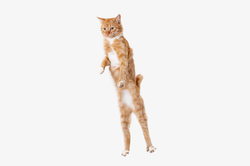 The red serious cat isolated on a white background at studio. The animals emotions concept