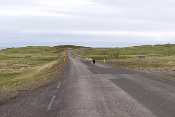 Sheep are running on the road in Iceland