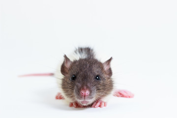 The Brown Lab Rat