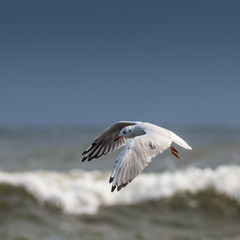 Fototapeta premium Möwe im Flug