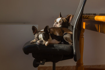 Perros tumbados en la silla
