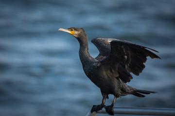 Kormoran am Meer