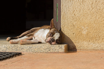Perro tumbado en la puerta de una casa