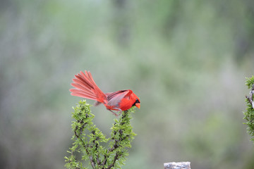 Cardinal landing