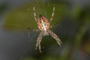 Helle Gartenkreuzspinne (Araneus diadematus)