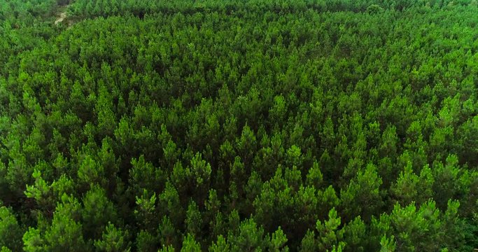  fir forest in aerial view