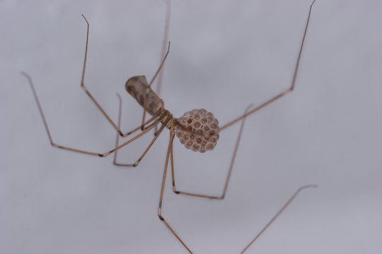 Zitterspinne (Pholcidae) mit Eiern