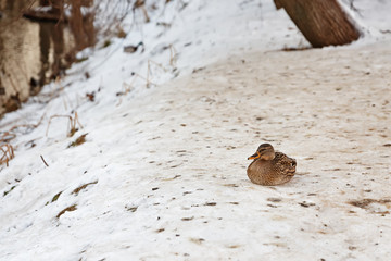 ducks in the pond, cold winter
