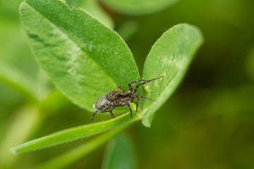 Spinne lauert auf Blatt