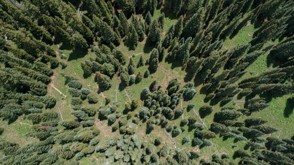 Aerial view looking down on a forest of pine trees