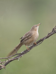 Common Babbler  on a branch