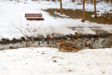 ducks in the pond, cold winter