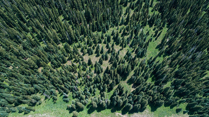 Aerial view looking down on a forest of pine trees