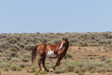 Wild Horse in the High Desert of Colorado