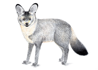 Bat-eared Fox. Watercolor illustration.
Bat-eared Fox, a predatory mammal of the canid family, is the only species of the genus. Illustration for a book about animals.