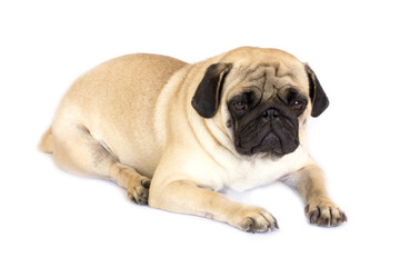 Obraz premium A lying pug dog looking sad. Isolated.