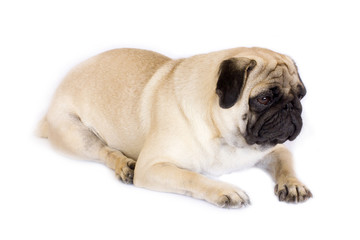 Obraz premium A lying pug dog looking sad. Isolated.