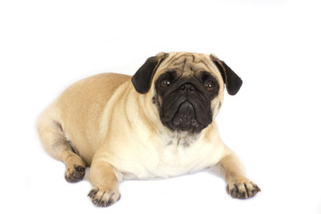 Fototapeta premium A lying pug dog looking sad. Isolated.