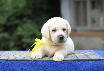 little sweet  labrador puppy on a blue background