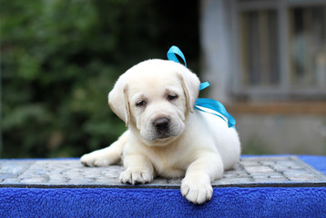 little labrador puppy on a blue background