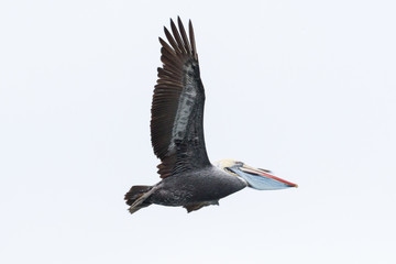 pelican in flight