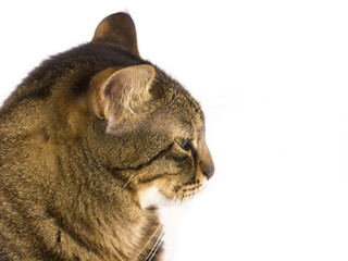 A striped cat on a white background looks aside. Isolated