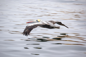 pelican