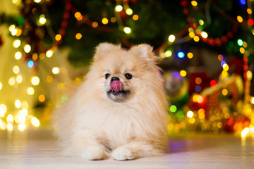 Fototapeta na wymiar A dog of the Pomeranian dog breed lick his tongue out near the New Year tree with garlands
