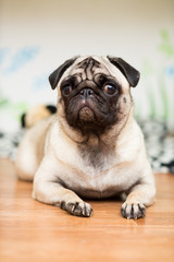 Obraz premium Puppy of the Pug breed lies on its coverlet next