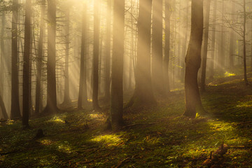 Sun rays in woods.